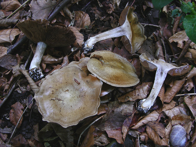 Cortinarius infractus del 08 maggio...furbetto!